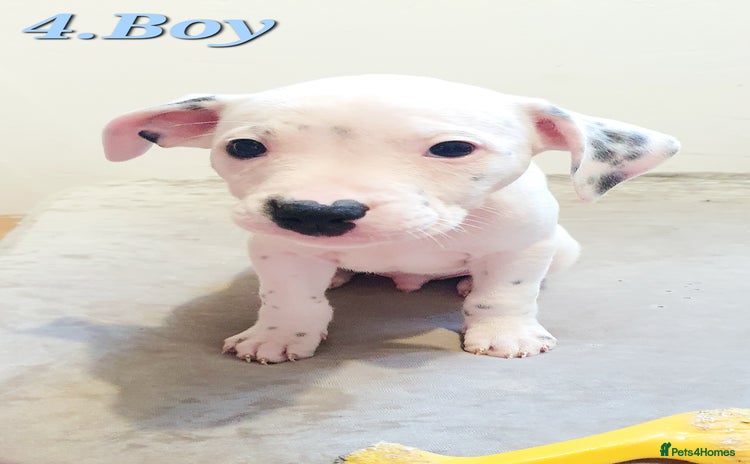 Mixed Breed dogs - Advert 4