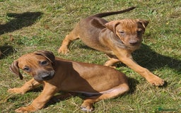 Rhodesian Ridgeback dogs for sale: Big bold bouncy bundles  - Image 1