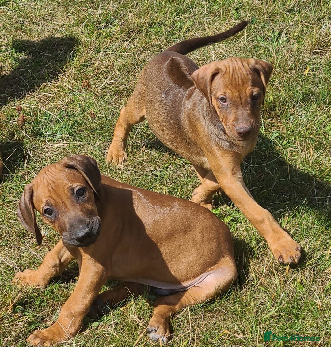 Rhodesian Ridgeback dogs for sale: Big bold bouncy bundles  - Image 1