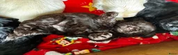 Shihpoo dogs for sale: 🐾 Gorgeous Shihpoo puppies for sale 🐾 - Advert 4