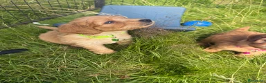 Green Collar