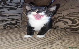 European cats for sale: Kittens for sale  - Image 9