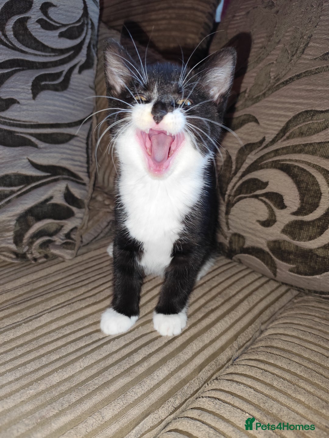European cats for sale: Kittens for sale  - Image 9