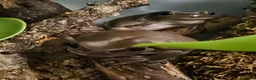 Frog reptiles for sale: Whites tree frogs x 3 and full set up - Advert 6