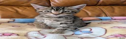 Bengal cats for sale: Adorable friendly Bengal kittens ready now!! - Advert 11