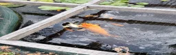 Koi Carp fish for sale: Mix of goldfish and koi  in Hereford - Advert 6