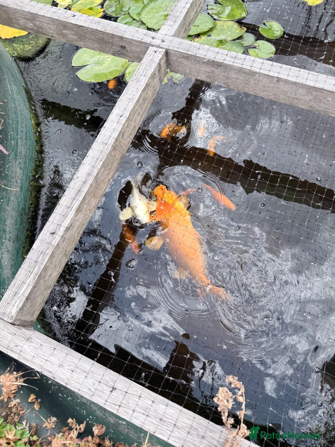 Koi Carp fish for sale: Mix of goldfish and koi  in Hereford - Advert 6