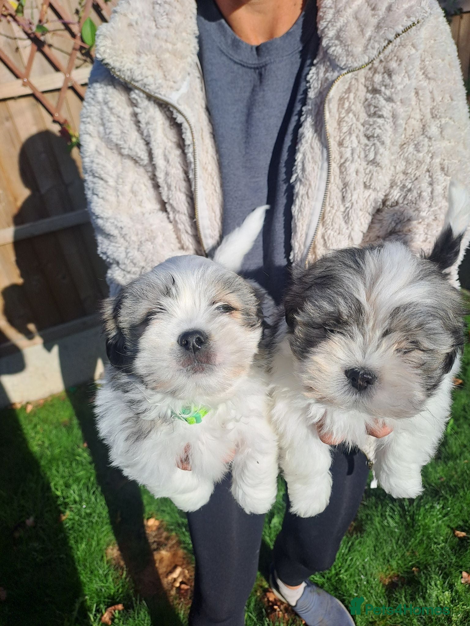 Lhasa Apso dogs Lhasa Apso Puppies  - Advert 3