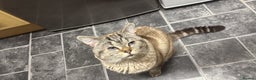 Mixed Breed cats for sale: Snowy needs Rehoming  - Advert 8