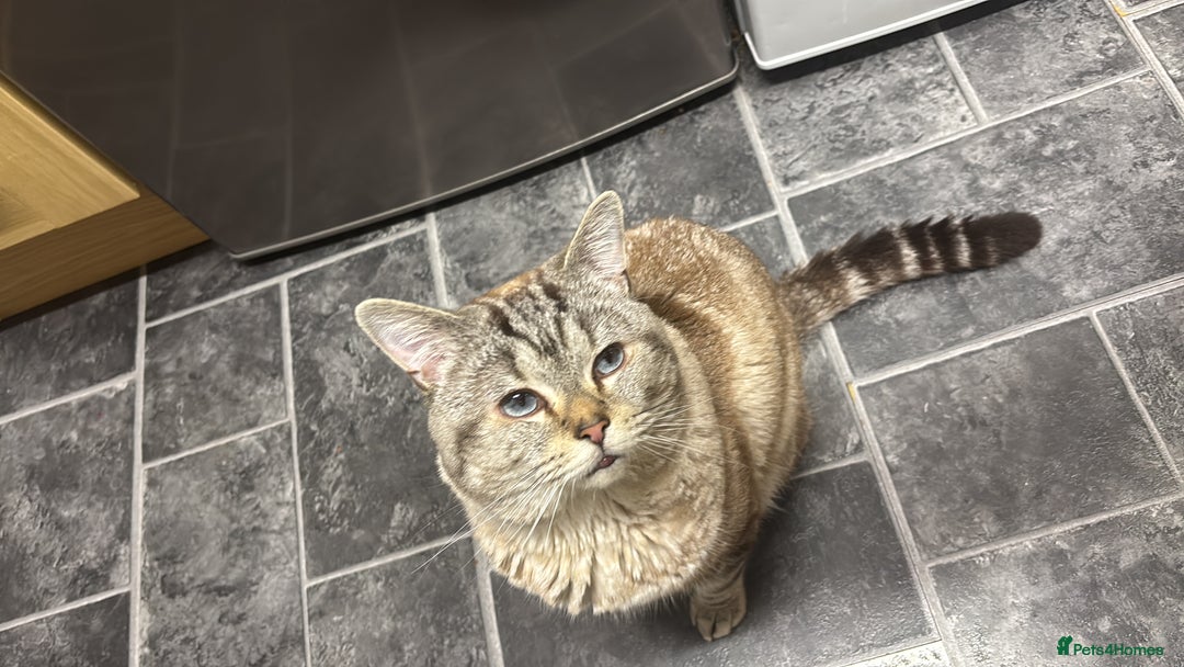 Mixed Breed cats for sale: Snowy needs Rehoming  - Advert 8