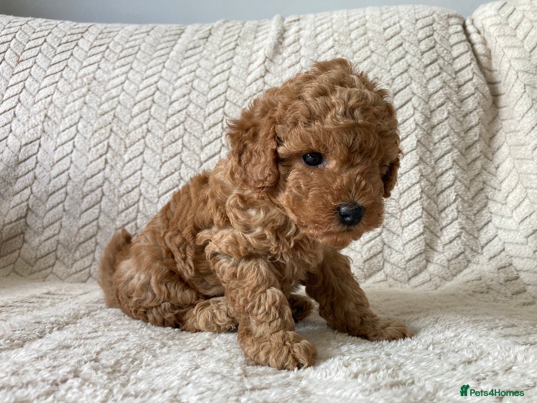Cockapoo dogs for sale: Exquisite F2bb cockapoo pups - Image 3