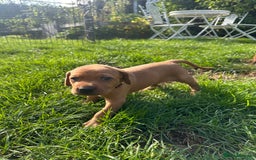 Mixed Breed dogs for sale: Vizla x Fox Red Lab (75/25) Puppies - Image 5