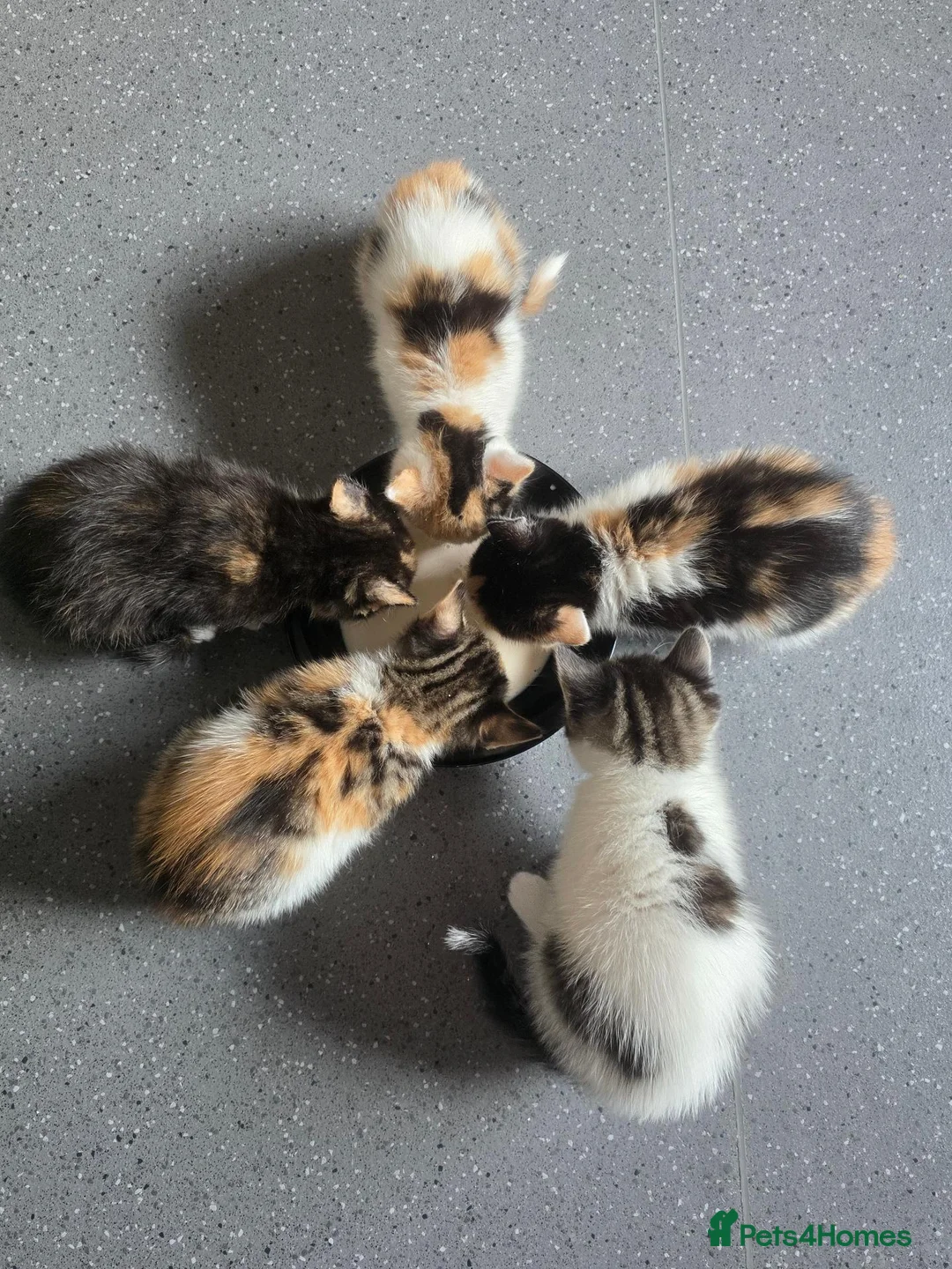 British Shorthair cats for sale: 3 beautiful kittens - Advert 6