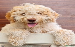 Lagotto Romagnolo dogs for sale: ❗️Ready to go❗️Lagotto - The best breed ever in London - Image 9