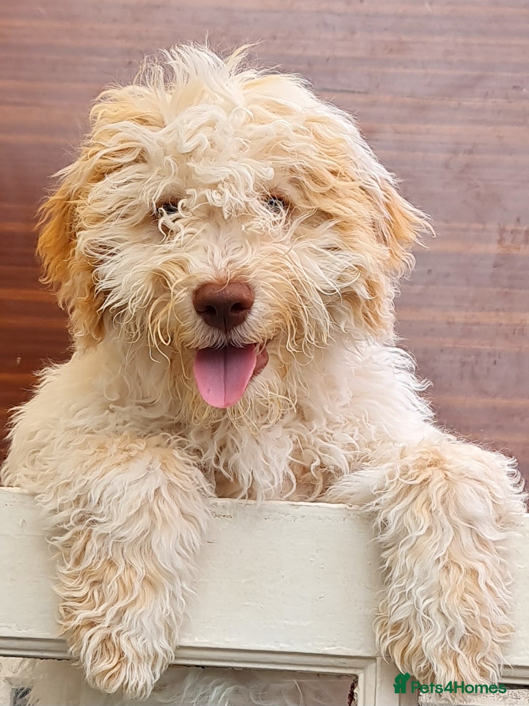 Lagotto Romagnolo dogs for sale: ❗️Ready to go❗️Lagotto - The best breed ever in London - Image 9