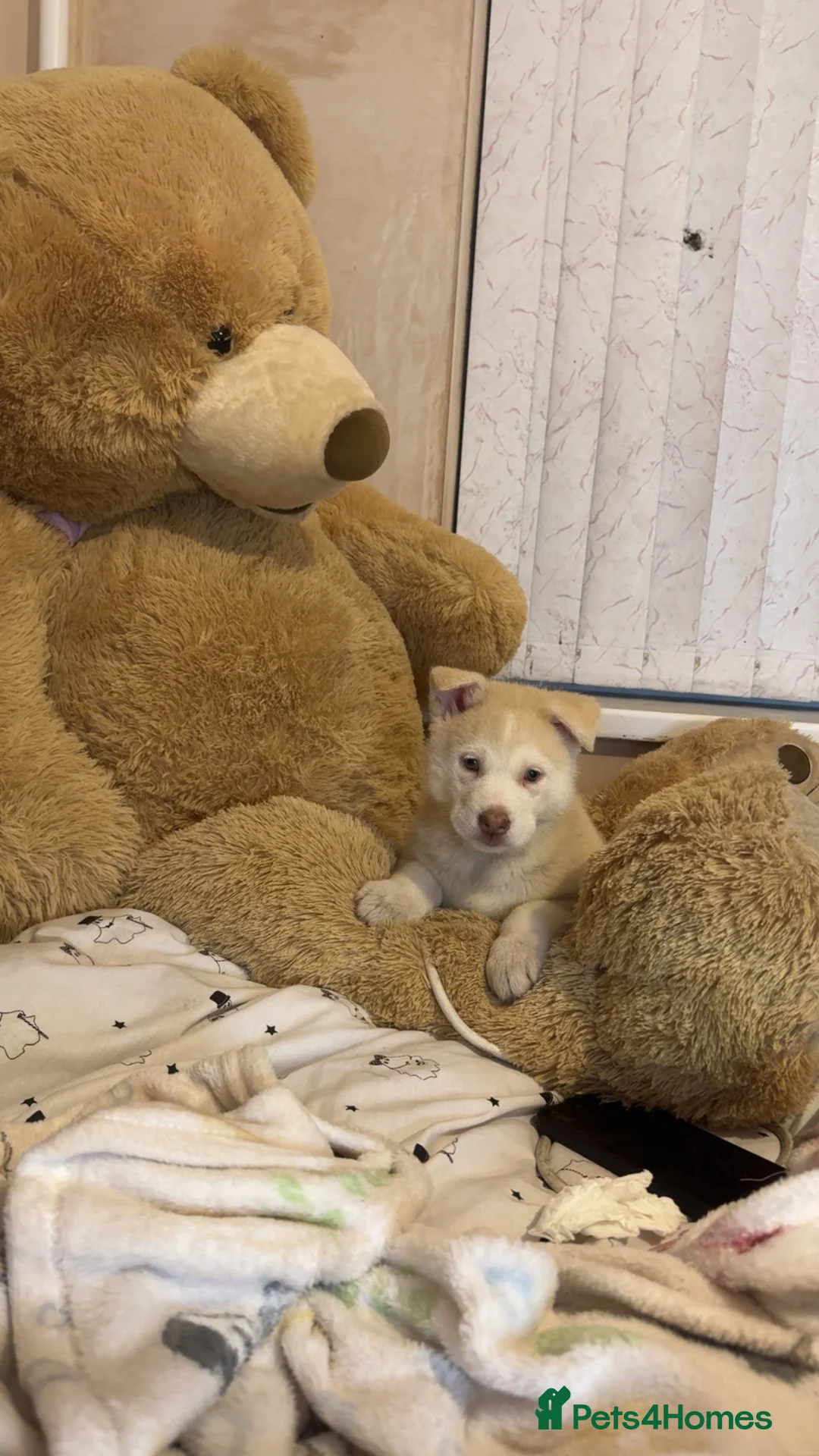 Siberian Husky dogs for sale: Siberian husky  - Advert 31