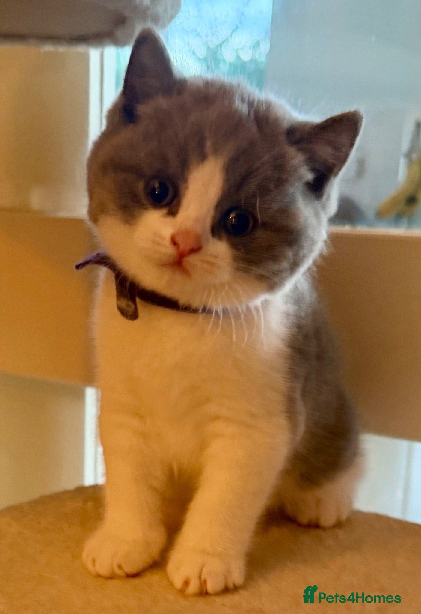British Shorthair cats Beautiful Bi Colour BSH Blue & White Male Babies - Advert 17