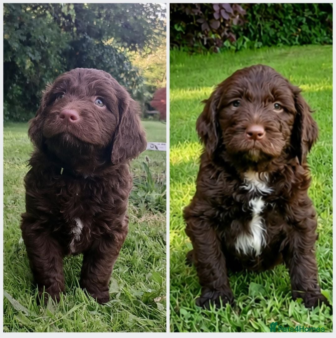 Sproodle dogs Gorgeous Chocolate F1 Sproodle Puppies *2 Left* - Advert 1