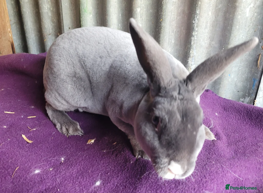Rex rabbits for sale: 'Snip' blue MIni Rex x Standard Rex buck - Advert 2