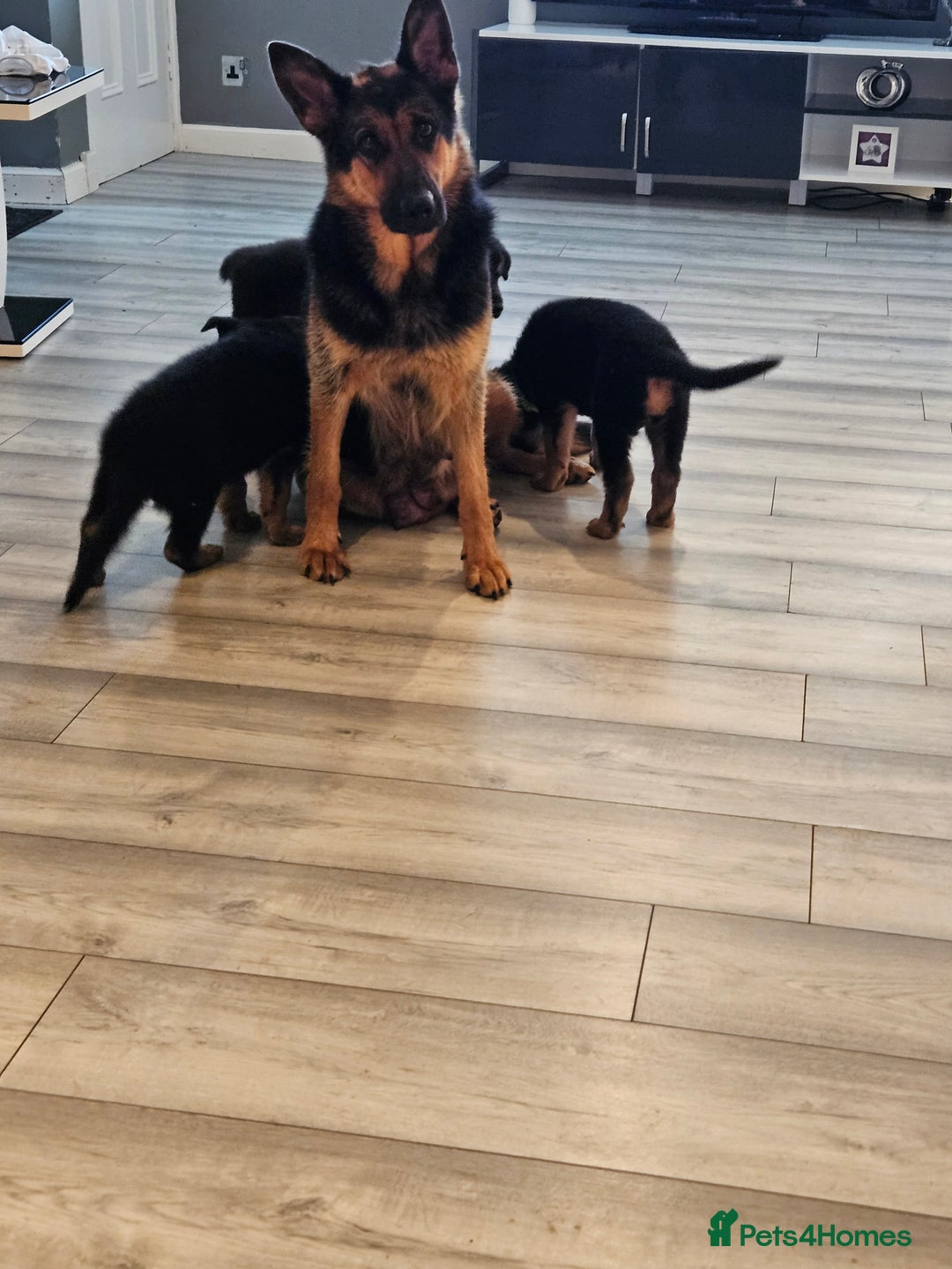 German Shepherd dogs for sale: GLENCONNER GERMAN SHEPHERDS  - Image 2