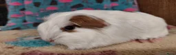 Guinea Pig rodents for sale: Baby Longhaired Sheltie Boars/Brothers RTR - Advert 15