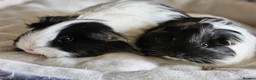 Guinea Pig rodents for sale: Various female guinea pigs  - Advert 2