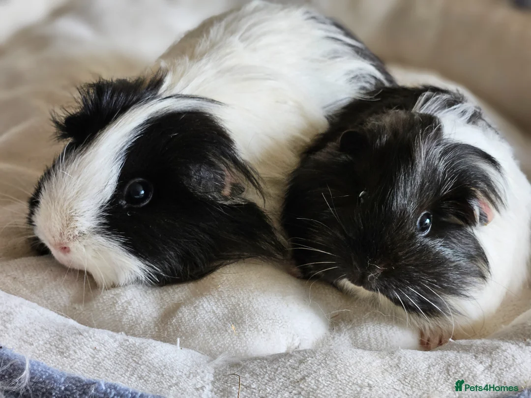 Guinea Pig rodents for sale: Various female guinea pigs  - Advert 2