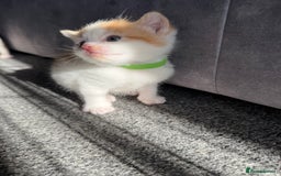 Domestic Shorthair cats for sale: Beautiful kittens 😍 - Image 5