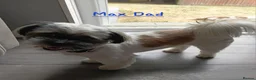 Shih Tzu dogs for sale: Beautiful shih Tzu puppies for sale  in Newport - Advert 2