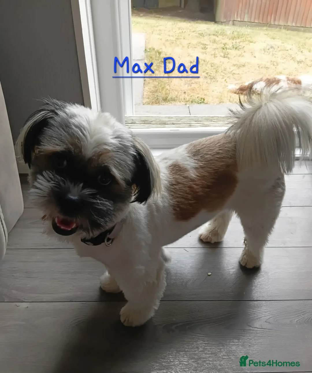 Shih Tzu dogs for sale: Beautiful shih Tzu puppies for sale  in Newport - Advert 2