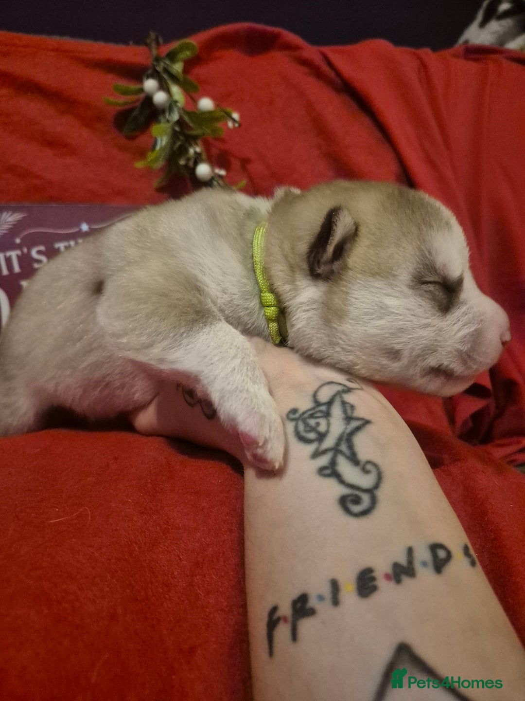 Alaskan Malamute dogs for sale: Beautiful husky malmute puppies - Advert 3