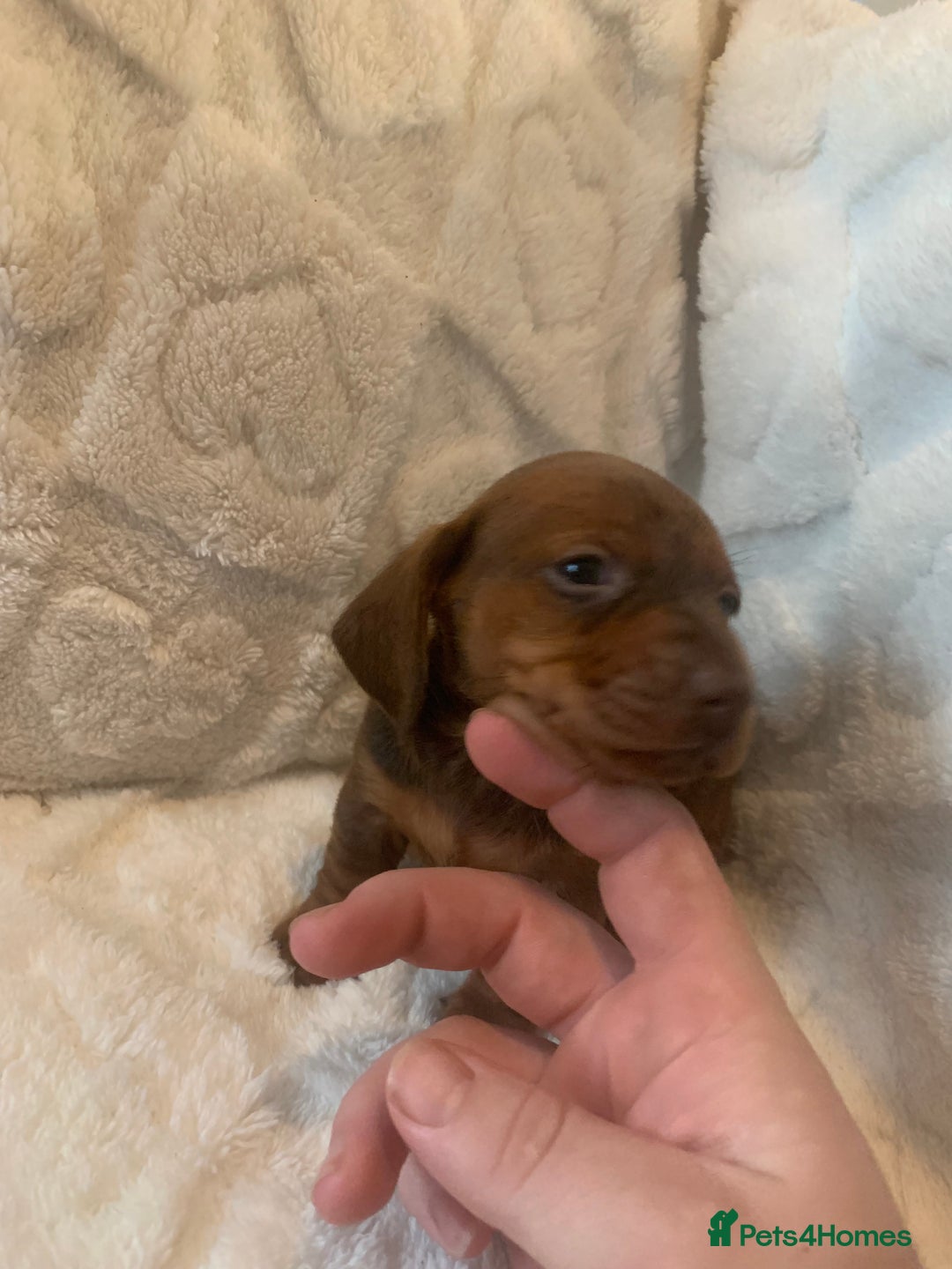 Miniature Dachshund dogs for sale: Miniature dashound  - Advert 13