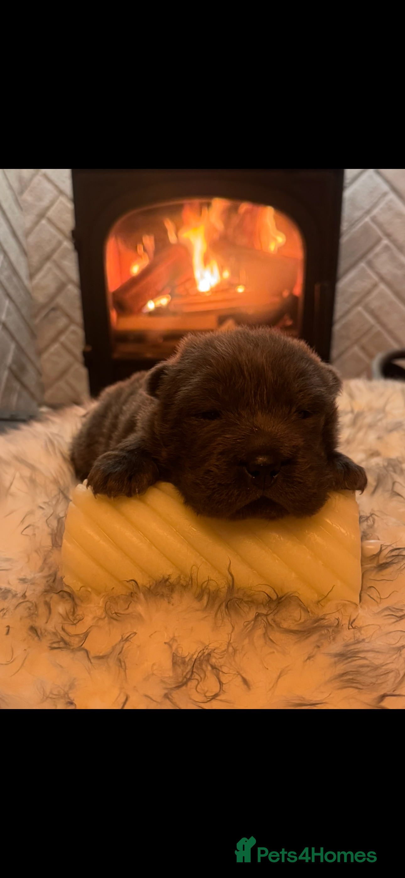 Shar Pei dogs 4 Gorgeous bears  - Advert 2