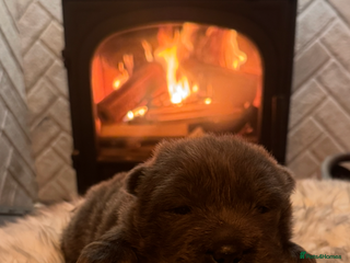 Shar Pei dogs 4 Gorgeous bears - Advert 2
