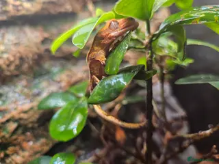 Gecko reptiles Crested gecko babies - Advert 14