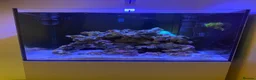 Other/Mixed Breed fish for sale: Reef Aquarium with BLACK STORM CLOWNS  - Advert 2