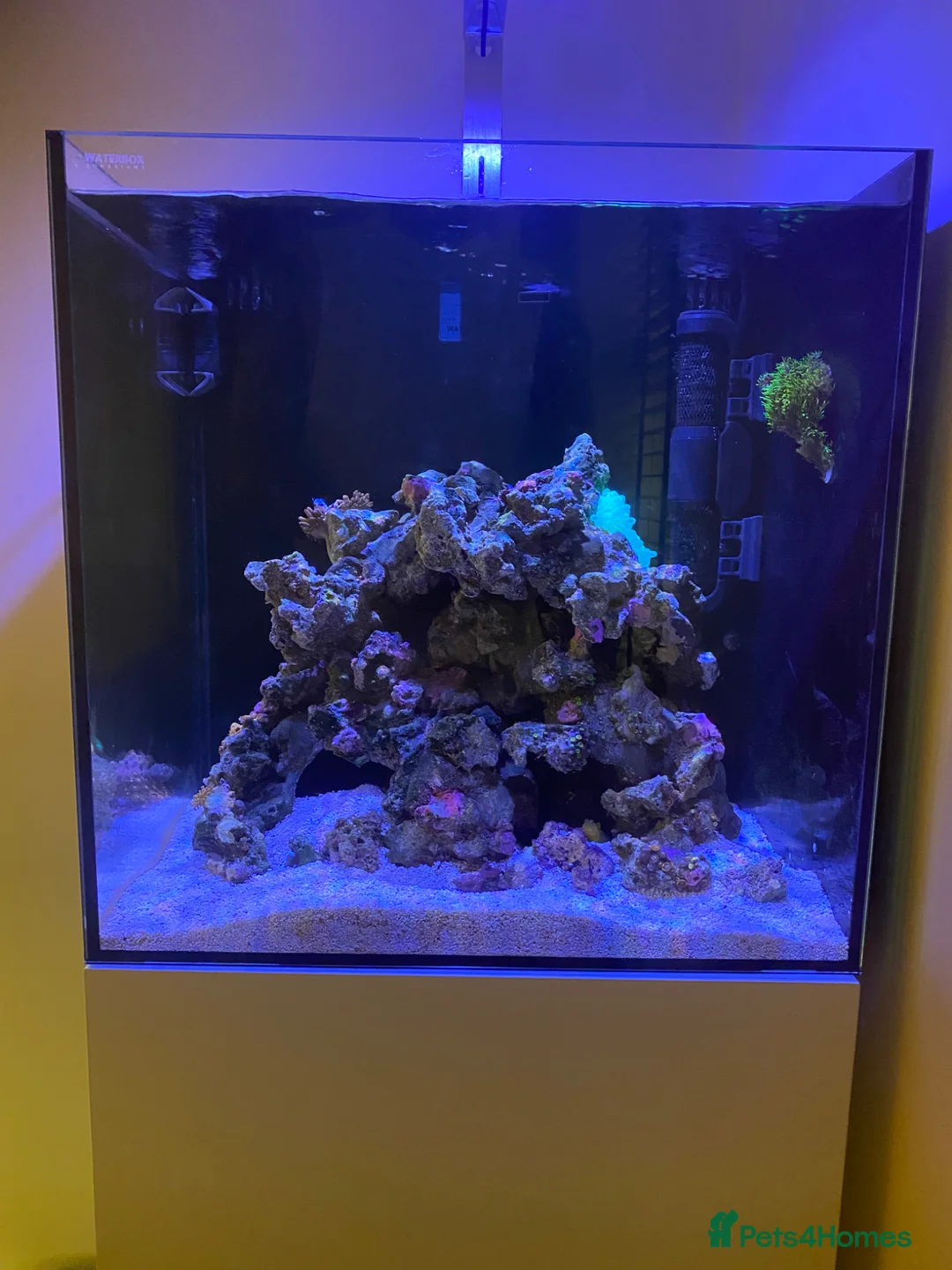 Other/Mixed Breed fish for sale: Reef Aquarium with BLACK STORM CLOWNS  - Advert 2