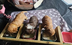 Mixed Breed dogs for sale: Cockerpoo puppys mini - Image 7