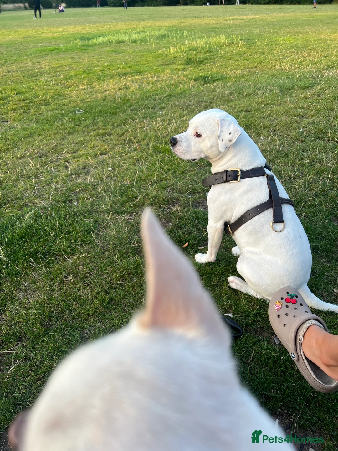 American Bulldog dogs for stud: Beautiful boy ready for stud  - Advert 8