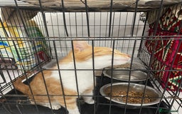 Mixed Breed cats for sale: ****** for sale comes with cage. - Image 5