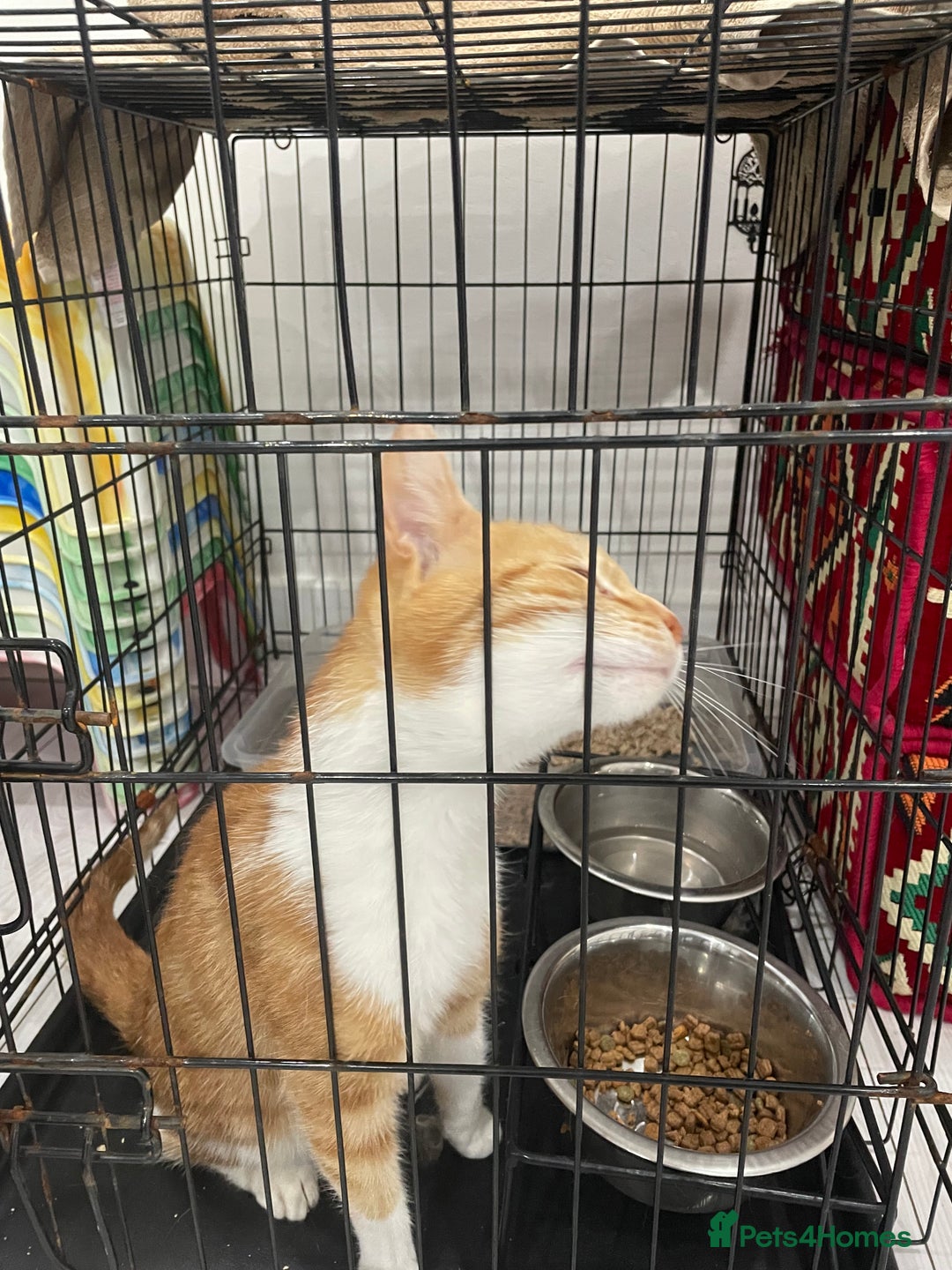 Mixed Breed cats for sale: ****** for sale comes with cage. - Image 5