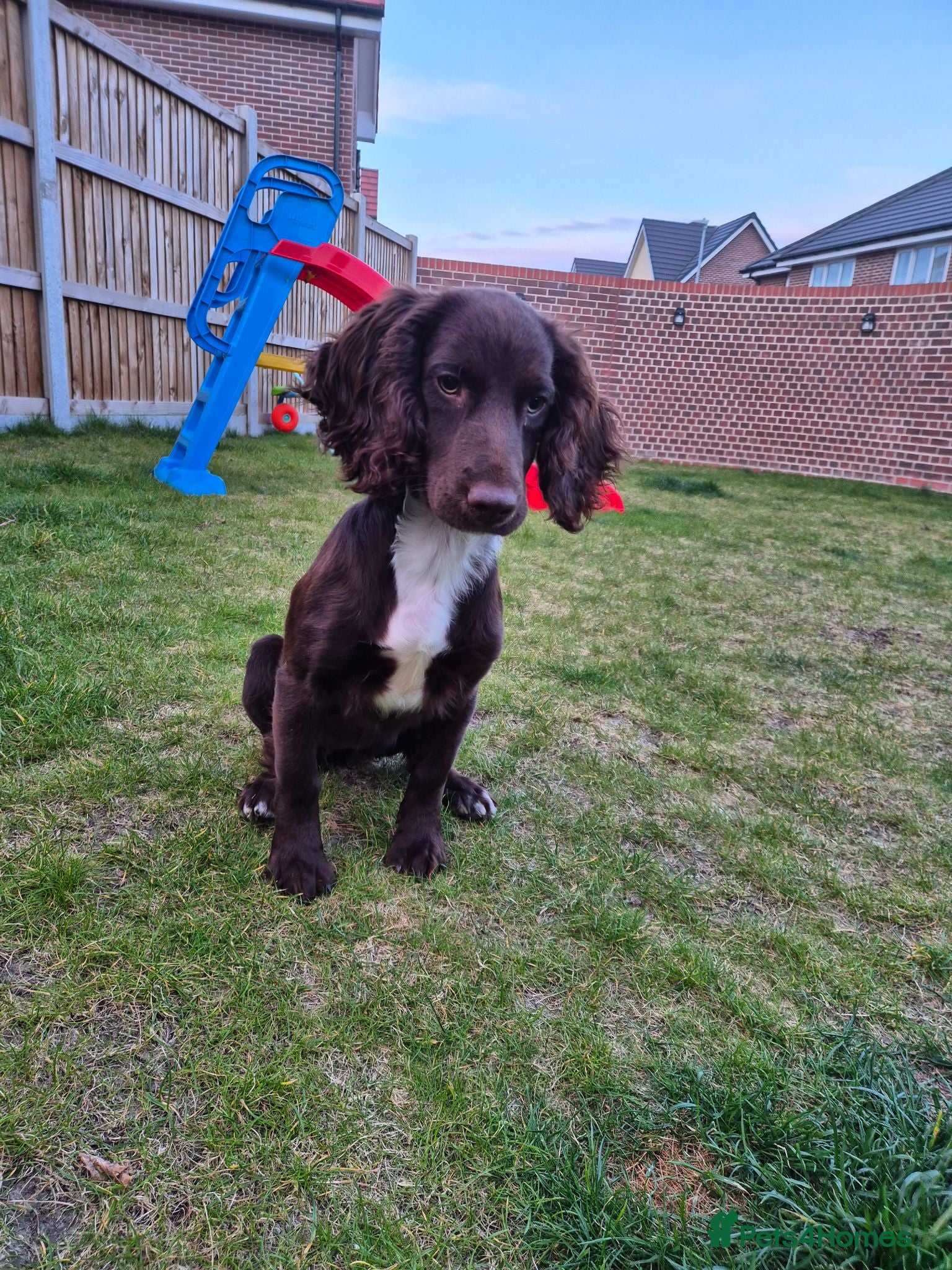 Sprocker dogs REHOME Chocolate sprocker spaniel - Advert 8