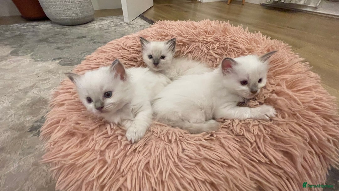 Ragdoll cats for sale: Rag doll kittens  - Image 14