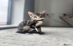 Bengal cats for sale: 5 month old kittens - Advert 4