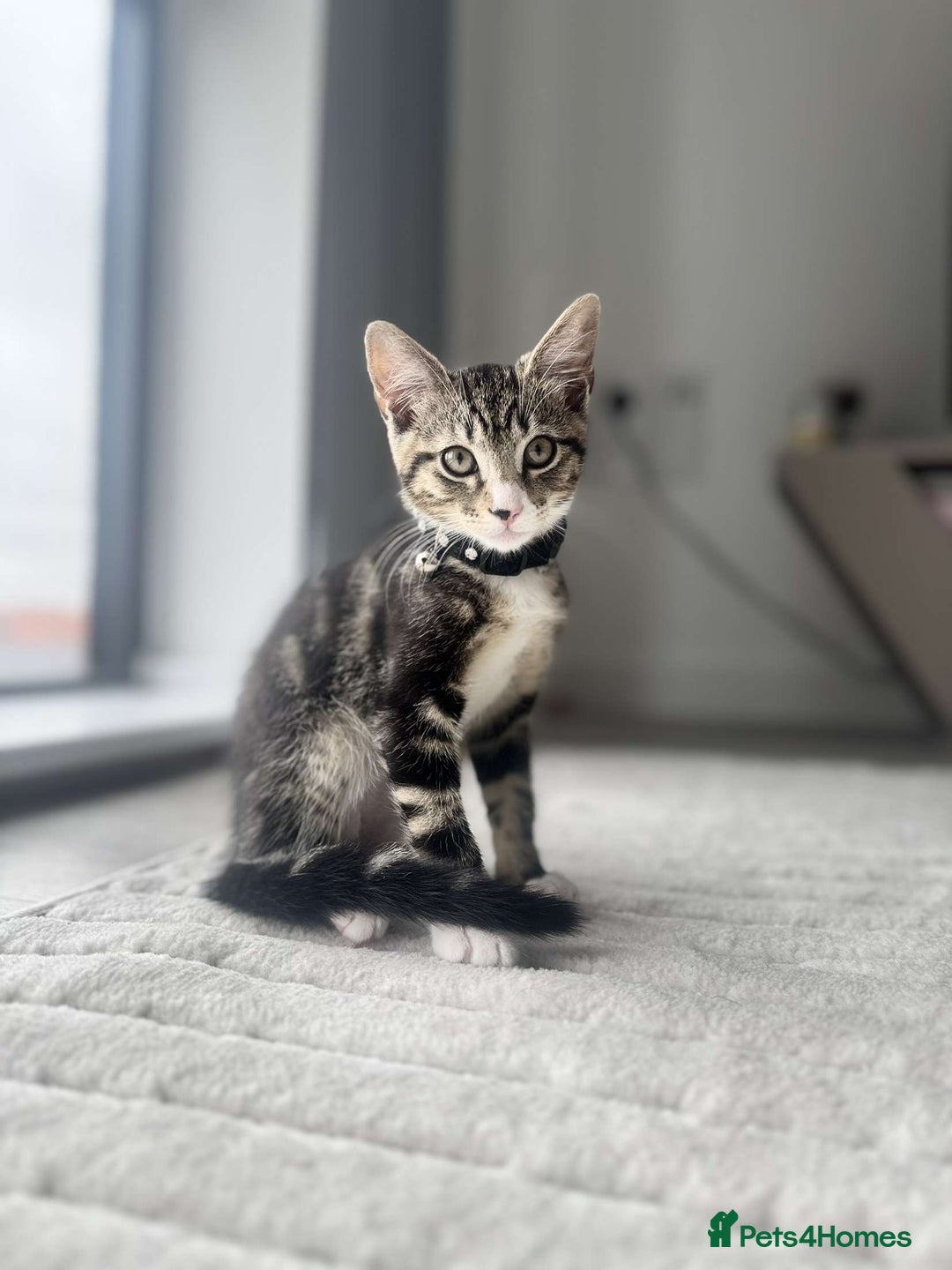 Bengal cats for sale: 5 month old kittens - Advert 4