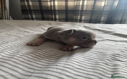 French Bulldog dogs for sale: 2 KC Reg’d French Bulldog Pups For Sale Left - Image 16