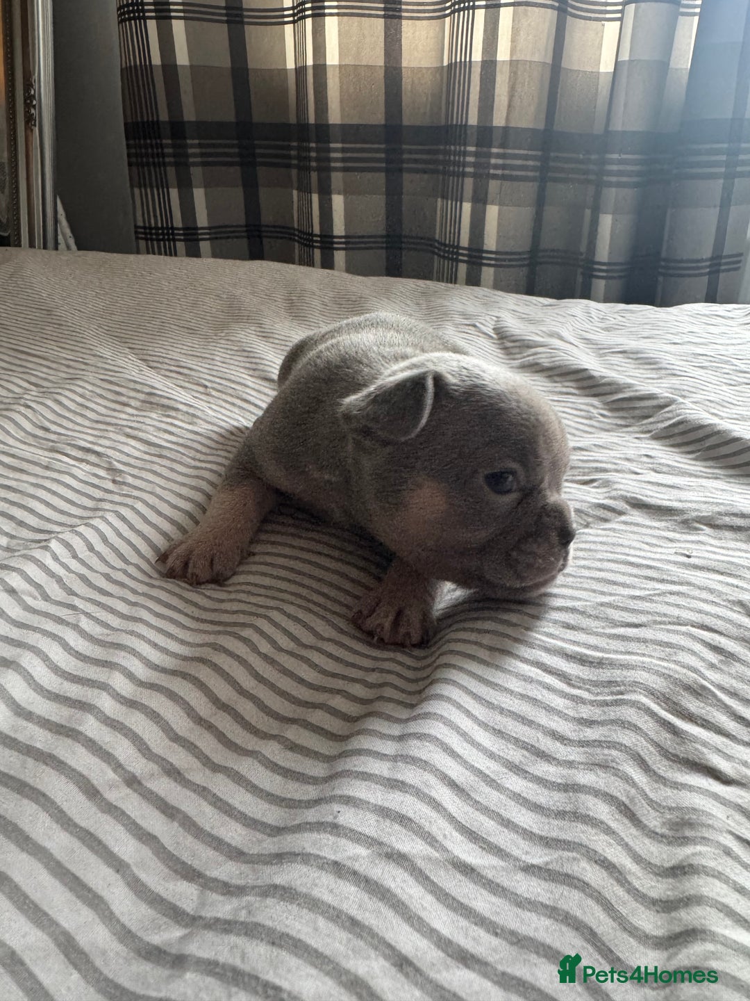 French Bulldog dogs for sale: 2 KC Reg’d French Bulldog Pups For Sale Left - Image 16