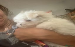 Maltipoo dogs for stud: Teddy 100% Korean Maltese kc registered for stud  in Birmingham - Image 9