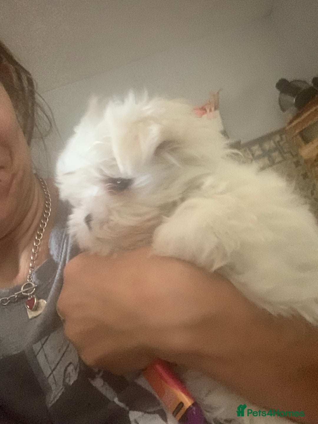 Maltipoo dogs for stud: Teddy 100% Korean Maltese kc registered for stud  in Birmingham - Image 9