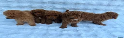 Toy Poodle dogs for sale: Red Toy Poodle MALES - Advert 5
